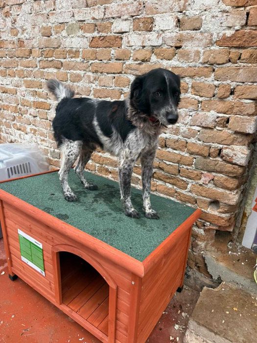 Bobita isi cauta familie