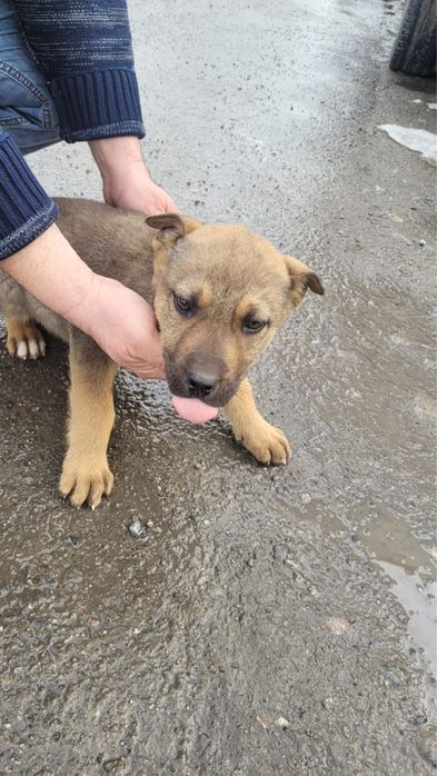 Отдам в добрые руки щенят