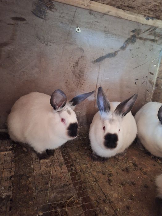 Самцы   Калифорний