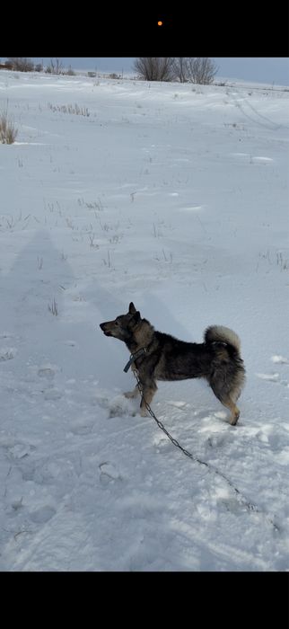 чистокровный лайка.        .
