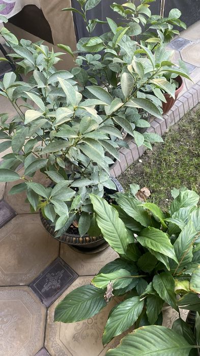 Лимон дерево кумкваты