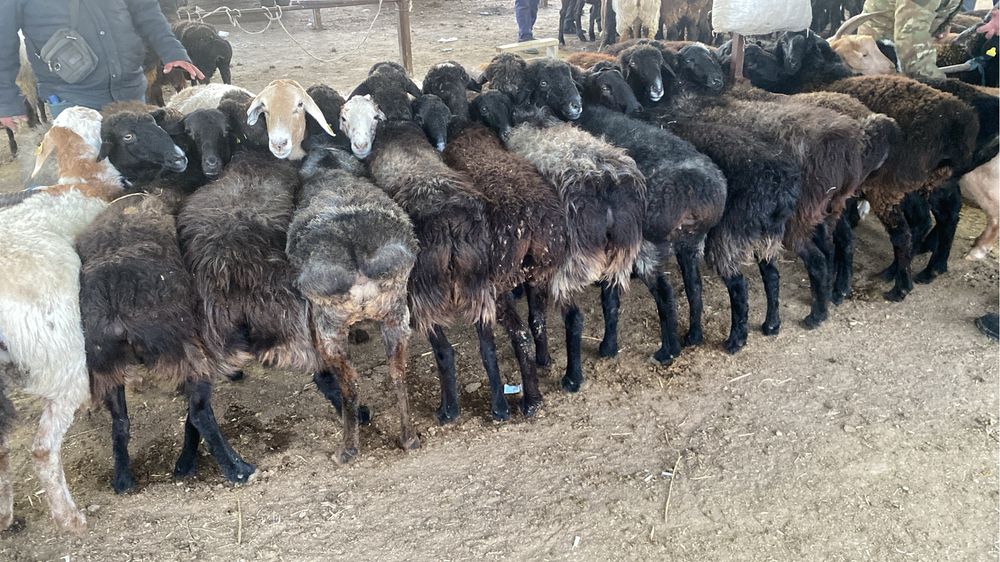 Қой баран саулық