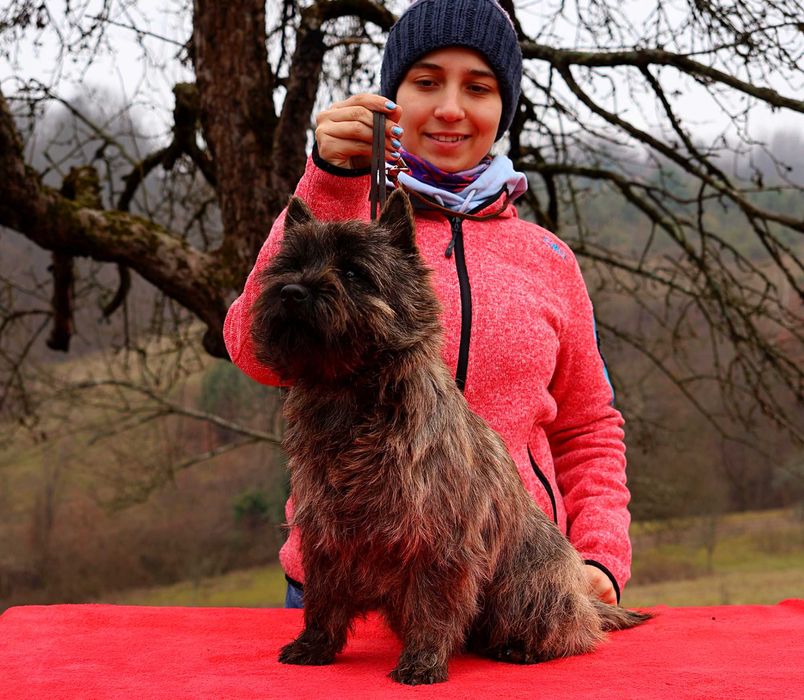 Cairn terrier baietel