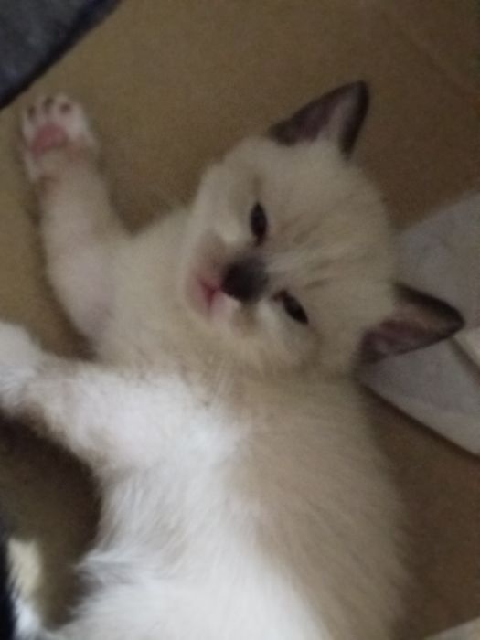 Siam mushugi sotiladi