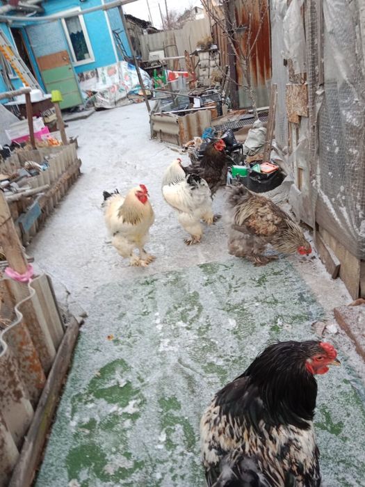 Продам петухов брам молодые