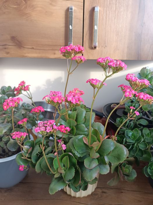 Продам алое Вера, калонхое