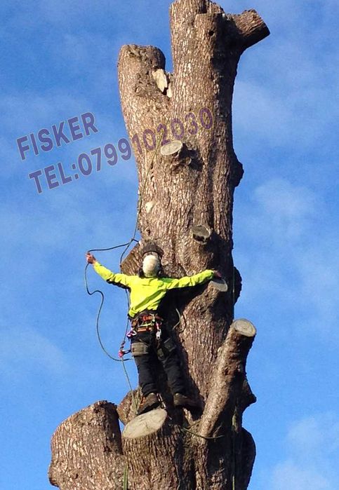 Taiere copaci, toaletare pomi, plop, brad, tei, nuc, cires, Pitesti