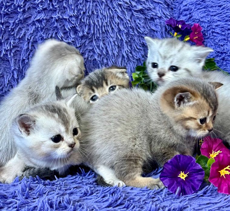 шотландские малыши  шиншиллы