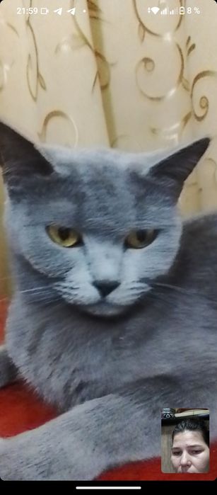 Срочно продается девочка скотыш страйт