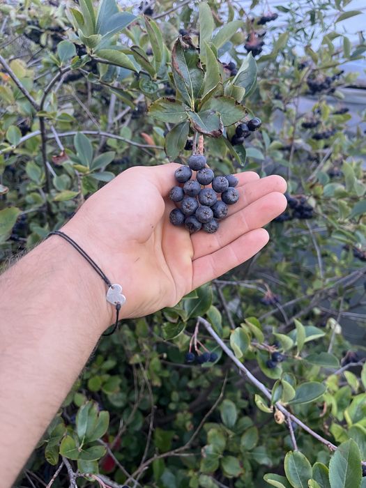 aronia de vânzare