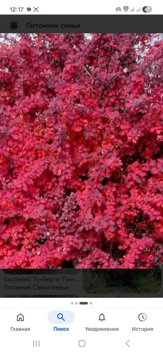 Продам кустарники