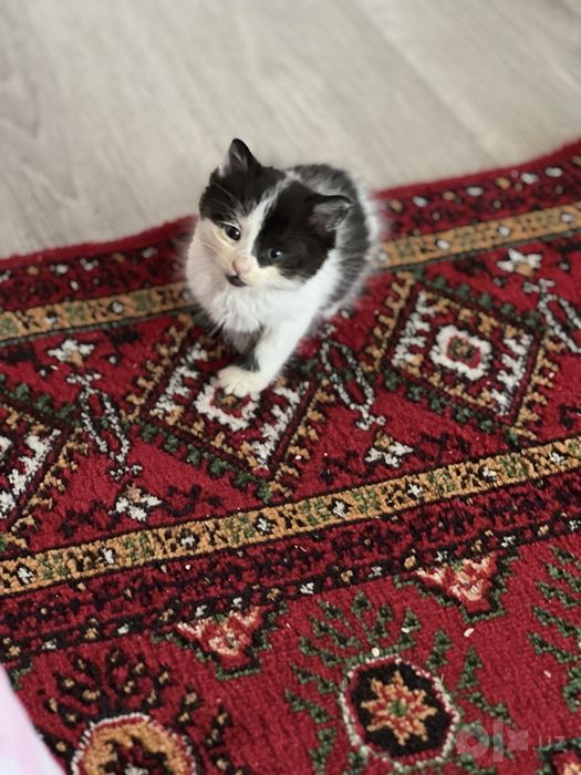 Отдам котят даром в добрые и заботливые руки!