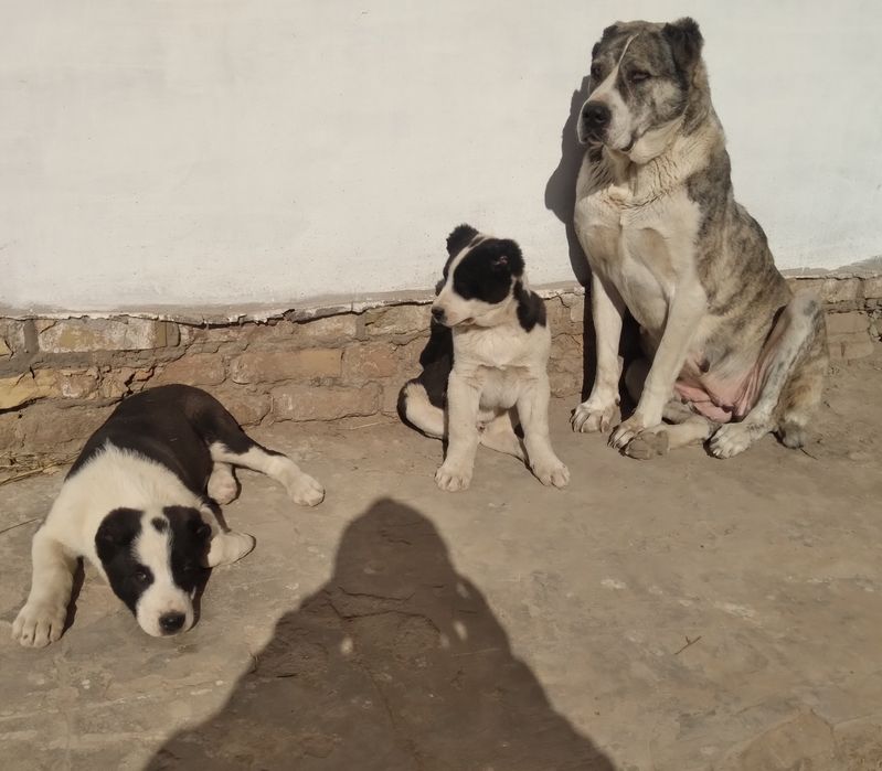 Алобой кучиклари сотилади