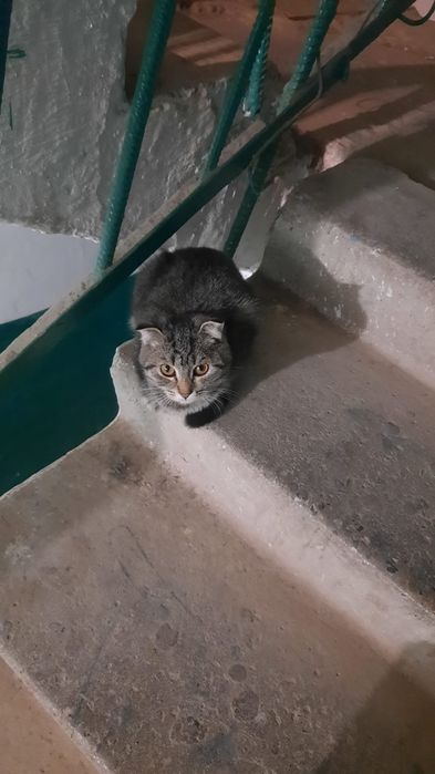 Найдём дом кошке