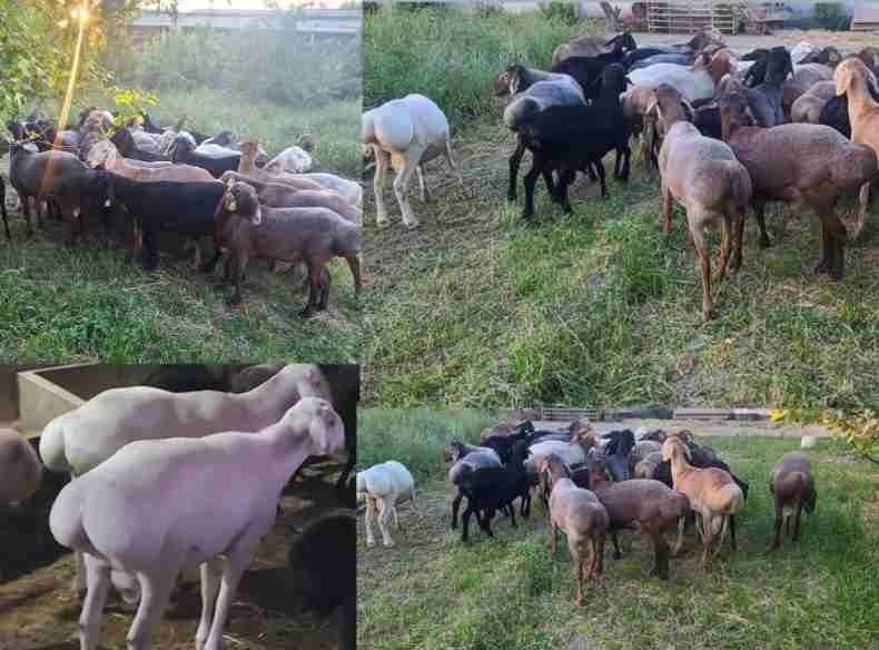 Qoy . Qurbonlik va ehsonlik uchun qochqor va qozilar