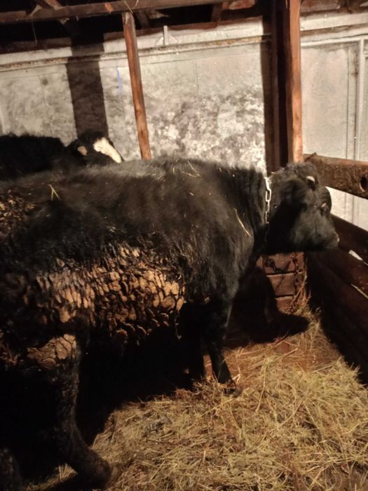 Быки на доращивание