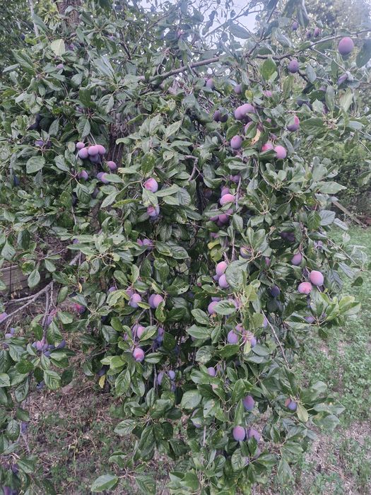 Vand prune  de vara