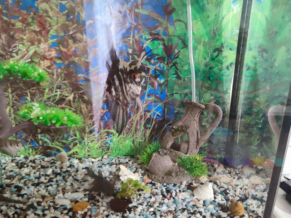 Продам аквариум,со всем содержимым