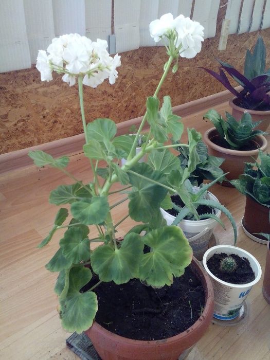 герань ,цветет круглый год