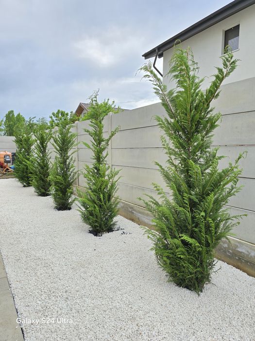 Cupressus leylandii super ofertă