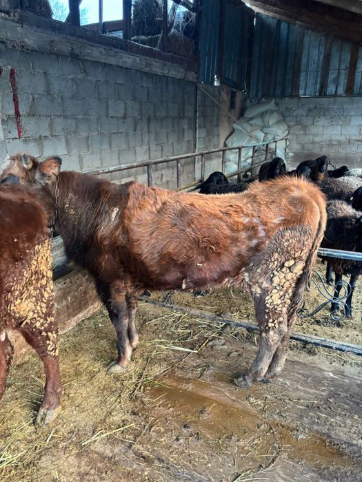 Продам 2 телки.