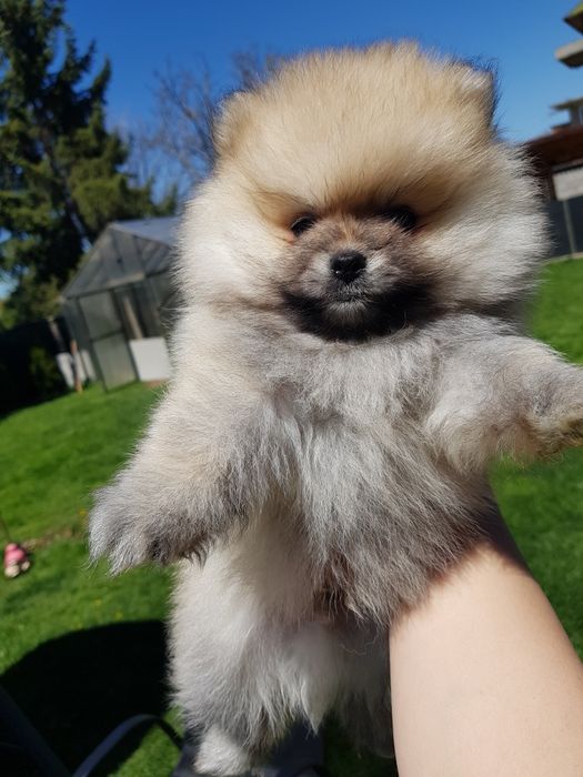 Померан померанчета Гр. София