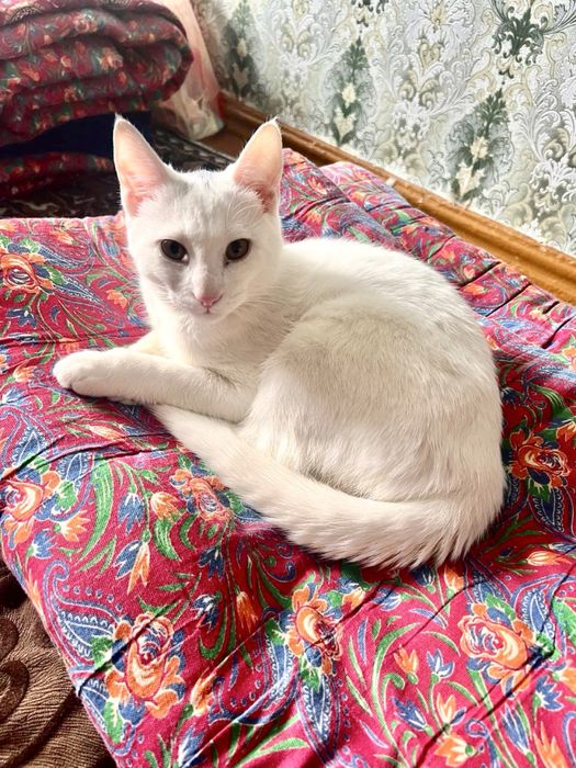 Mushuk , Кошка , Cat