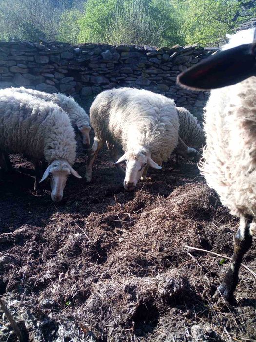 овен ,коч на 3 години