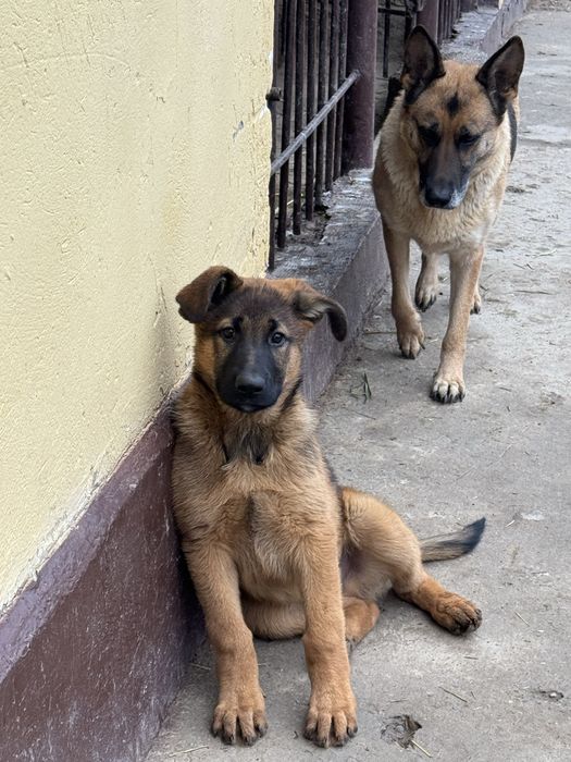 Немецкая овчарка