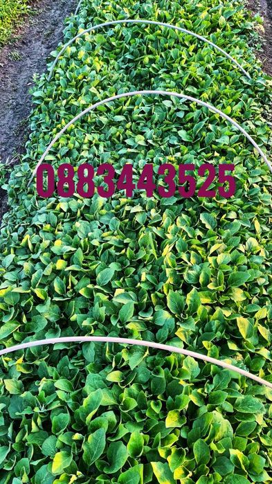 Ранни домати разсад