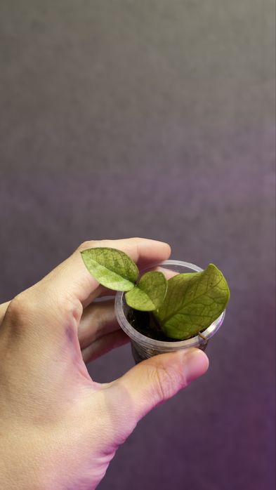 Продам укаренённые растения
