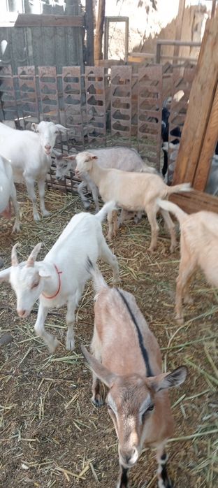 Заанен, Алпй ешкілер , лақтар сатылады