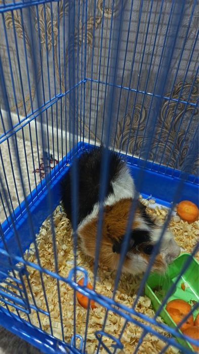 Морская Свиня -Денгиз чучкаси