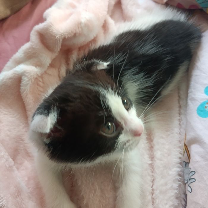 Котята вислоухие