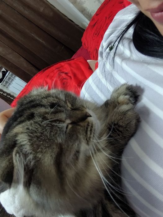 Scottish Fold zotli mushuk