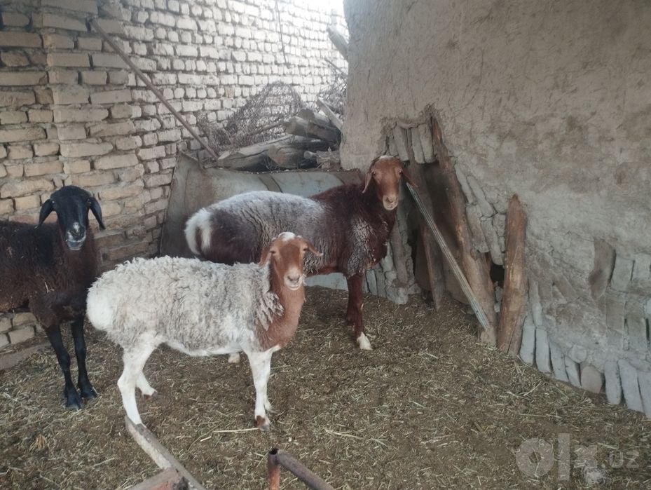 Quchkor sotiladi soglom