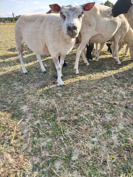 Miei texel din linie import Olanda