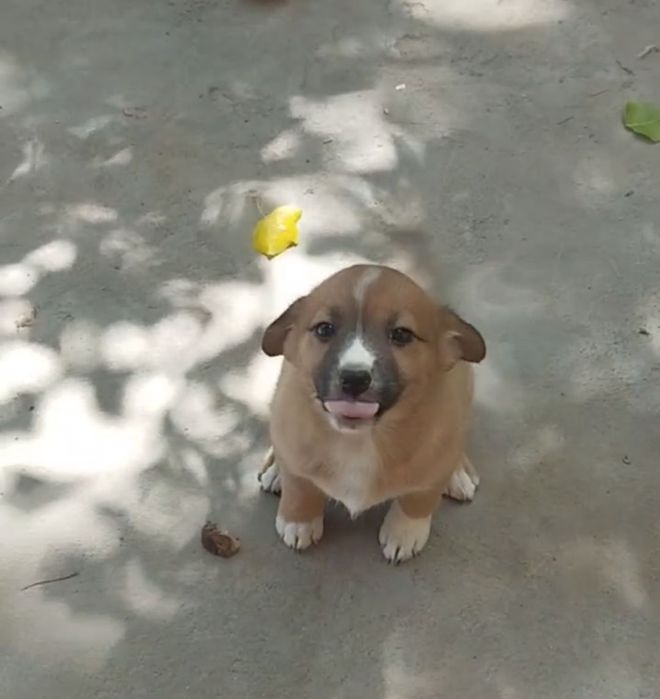 Щенок- девочка  отдам в  добрые руки