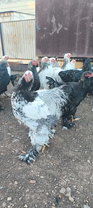 Продам куры Брама