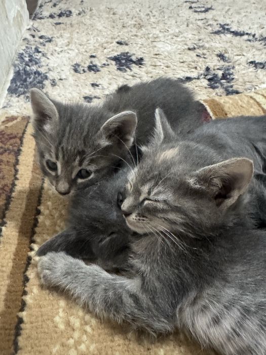 Котята 1,5 месячные! Приучены к лотку! Бесплатно!