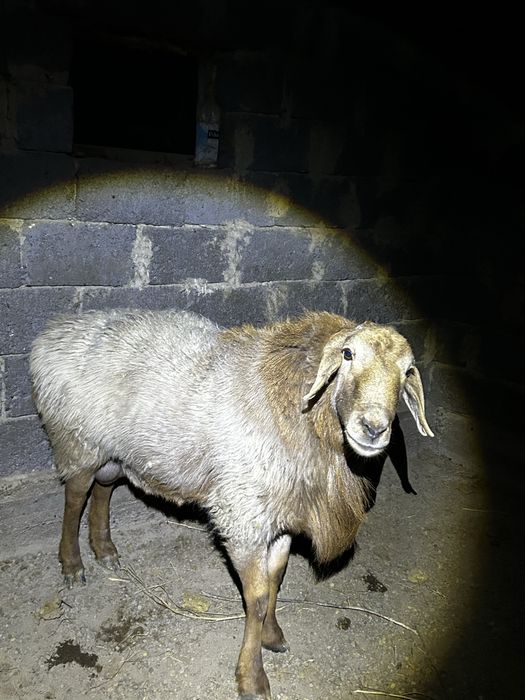 Қошқар сатылады гисар