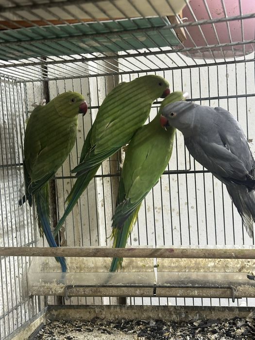 Papagali Micul  Alexander