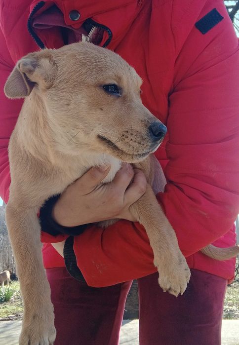 Кученца,смеска между стаф и боксер.