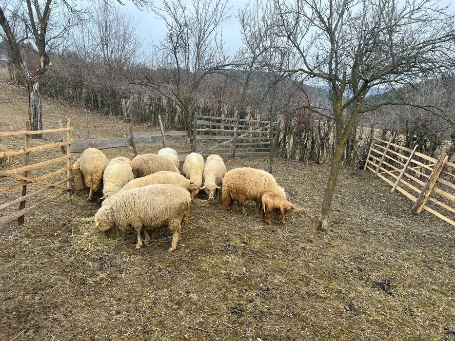 Vand 9 oi sanatoase, crescute in zona de munte