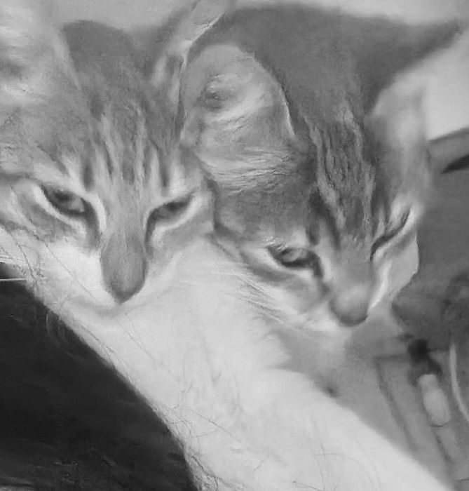 Donez pisici mari mici câini mari mici