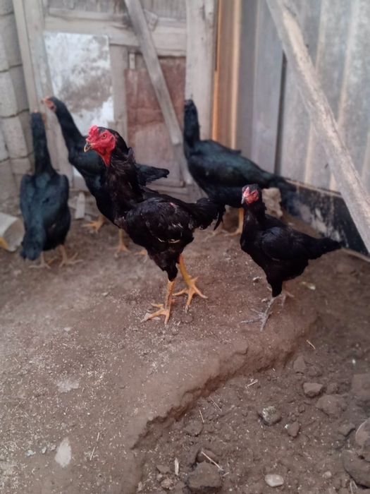 Даканг товук тухумлари сотилади