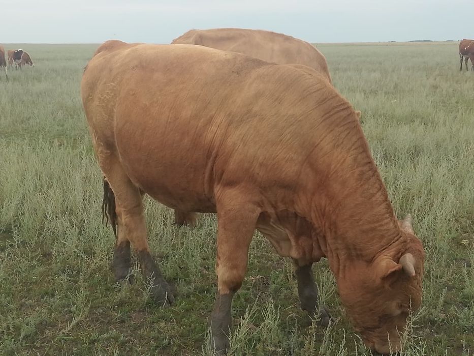 Сиыр бұзауымен ,үш бұқа  сатылады