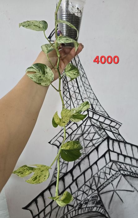 Эпипремнум пинатум марбл квин