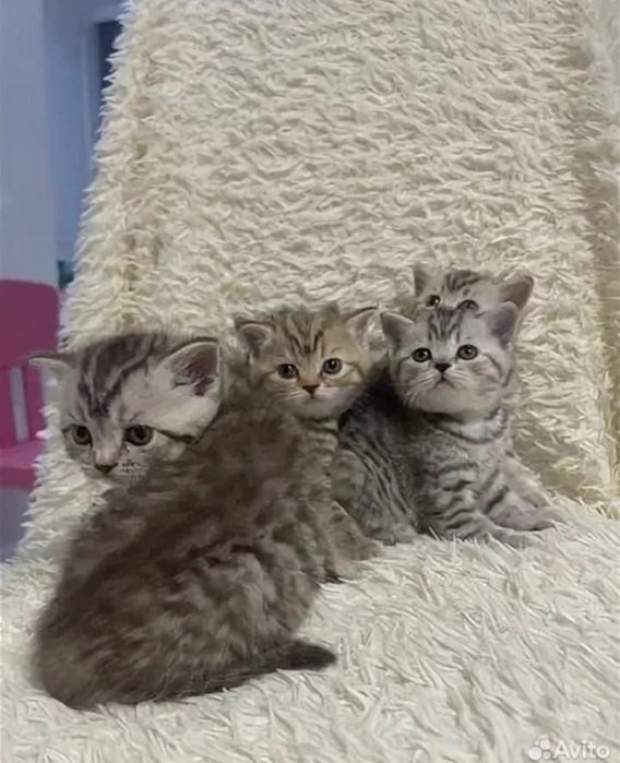 Шотландские кото-детки!