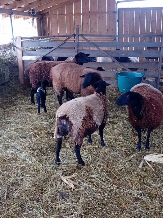 Vând oi jura gestante